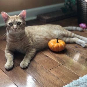 Meet your Posher, Freddie